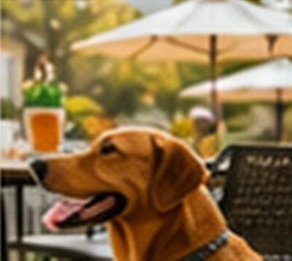 Dog at a pet-friendly patio